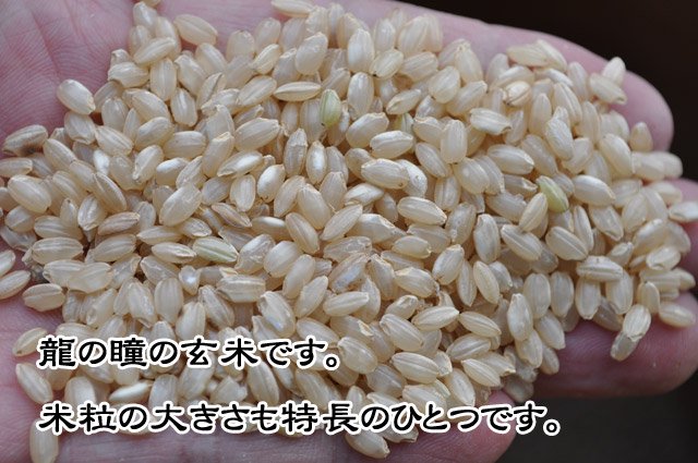 「龍の瞳」の玄米です。米粒が大きいのも特長のひとつです。