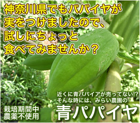 神奈川県厚木育ちの野菜としてのパパイヤ
