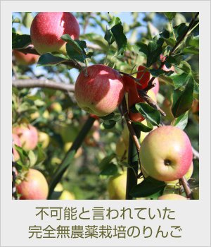 木村秋則さんの自然栽培りんご「奇跡のりんご」