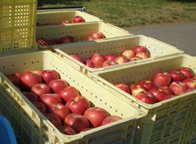 りんご収穫の様子