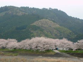 森町向天方の桜並木