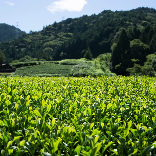 きらめき「濃厚な旨味と甘みの最高級煎茶」 - お茶通販のいしだ茶屋