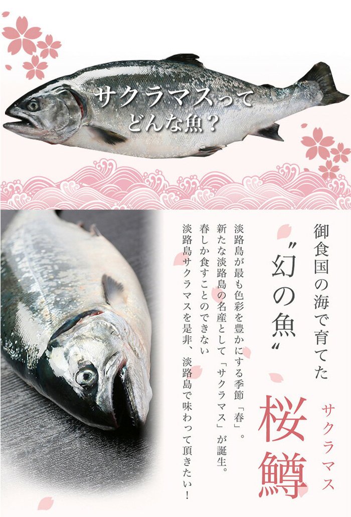 婚姻色 サクラマス 雄、♂約56㎝ 桜鱒 魚 エフクラフト製 十和田湖産 剥製 - フィッシング