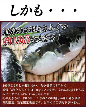 超特大 3年とらふぐプレミアム白子付き 丸ごと1匹 身欠き白子付き (元魚2kgサイズ)鍋7人前 淡路島３年とらふぐ 若男水産