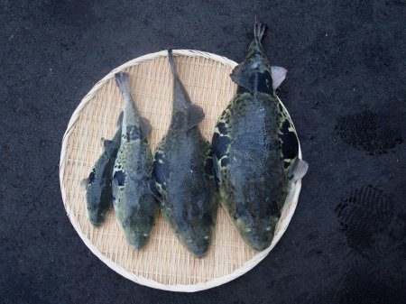 超特大 3年とらふぐプレミアム 丸ごと1匹 身欠き (白子なし)(元魚2kg