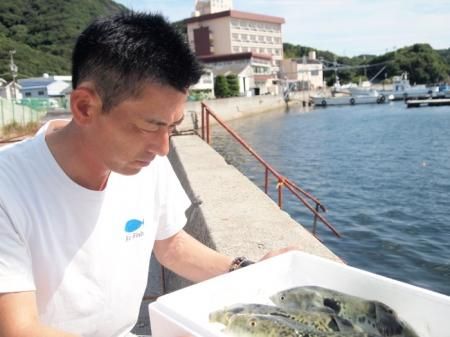 (冷凍) 雪セット ふぐ鍋 ふぐ刺身 白子 セット(5-6人前) 淡路島３年とらふぐ 若男水産