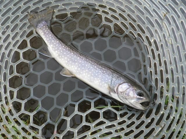 フライ　毛鉤 オールラウンドな毛針！「テンカラ毛針セット スタンダード 小虫」