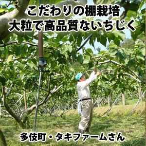 多伎いちじく 蓬莱柿 約300g 4パック専用箱入 出雲市 タキファーム