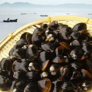 しじみ Amazon.co.jp: 【しじみ 貝 北海道産】特大 生冷凍 最高級