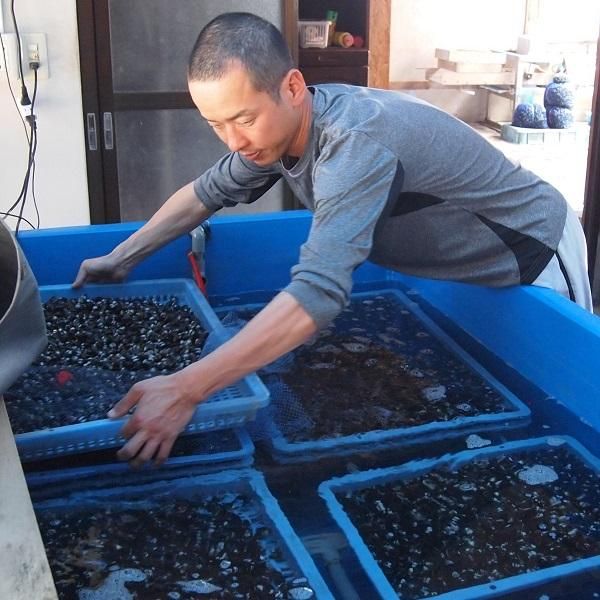 宍道湖産大和しじみ（ヤマトシジミ）Lサイズ・生3kg（砂抜処理済