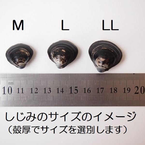 希少な特大サイズ＞宍道湖産大和しじみ（ヤマトシジミ）LL