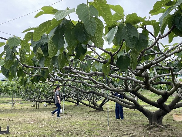 多伎いちじく（蓬莱柿）約300g×8パック専用箱入【出雲市・神田農園】