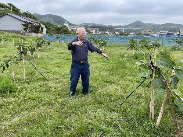 多伎いちじく（蓬莱柿）約300g×8パック専用箱入【出雲市・神田農園】