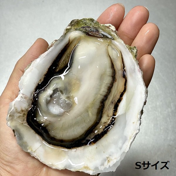 海士町産 ブランド 岩牡蠣 いわがき 春香 フルシェル M 6個 生食 牡蠣 冷凍