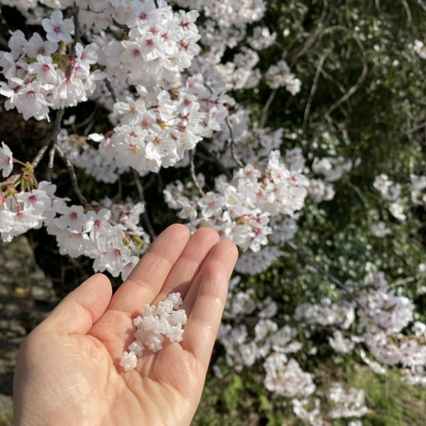 桜金平糖と梅の花