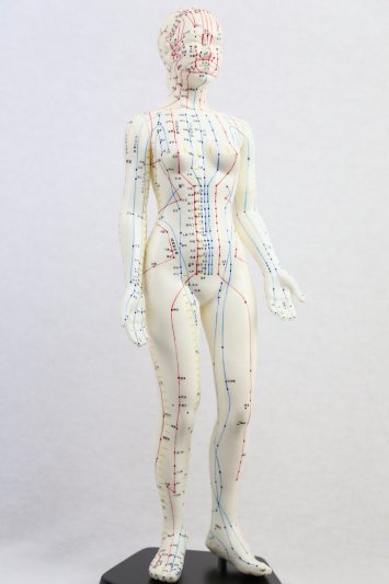 鍼灸経穴人体模型