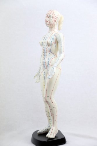 人体模型 鍼灸経穴人形新穴奇穴 女性用48cm 最新モデル - アジアエスプリ
