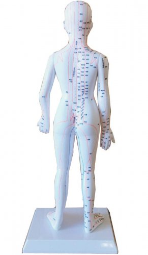 人体模型／ 鍼・灸・経穴人形 女性 最新モデル 48cm - アジアエスプリ