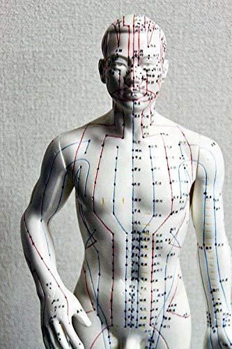 人体模型／鍼・灸・経穴人形 男性 最新モデル 50cm - アジアエスプリ