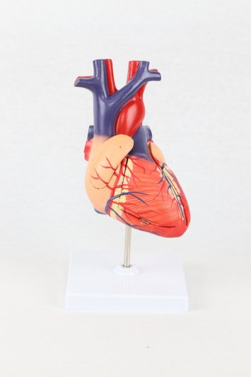 人体模型／心臓模型 - アジアエスプリ
