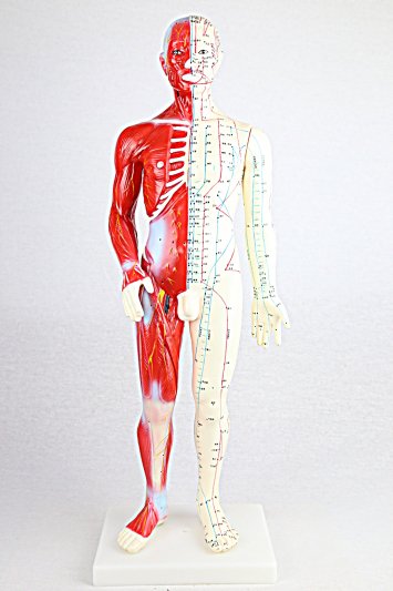 新入荷 人体/筋肉模型 鍼灸経穴人形(中国語) 男用 60cm - アジアエスプリ