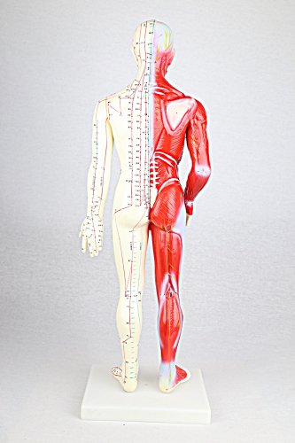 人体/筋肉模型 鍼灸経穴人形(中国語) 男性 60cm