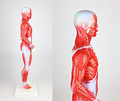 人体/筋肉模型 鍼灸経穴人形(中国語) 男性 60cm