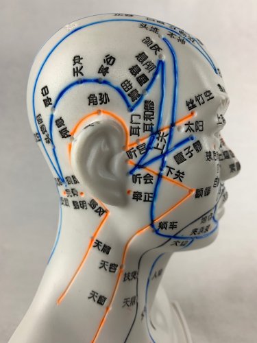 人体模型／ 頭部 鍼 灸 模型 最新モデル 20㎝ - アジアエスプリ