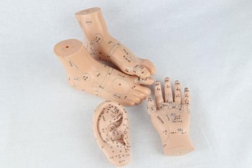 鍼灸経穴人体模型 コンプリート 中国鍼灸男性人体模型 耳 足 手