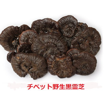 チベット産】天然黒霊芝（マンネンタケ）50～60ｇ/1本 - アジアエスプリ