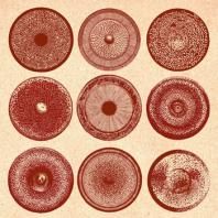 ENSEMBLE NIST-NAH / SPILLA