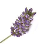 精油 真正ラベンダー アルパイン Lavender French Alpine ニュージーランドのナチュラル オーガニック専門店 ｔｕｔｕｒｕ トゥトゥル