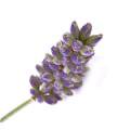 精油『真正ラベンダー アルパイン』Lavender French Alpine