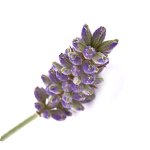 ؿ٥ NZLavender NZ Angustifolia<img class='new_mark_img2' src='https://img.shop-pro.jp/img/new/icons13.gif' style='border:none;display:inline;margin:0px;padding:0px;width:auto;' />