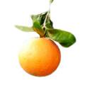 オーガニック精油『オレンジ スイート 』Orange Sweet