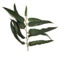オーガニック精油『ユーカリ レモン』Eucalyptus Citriodora