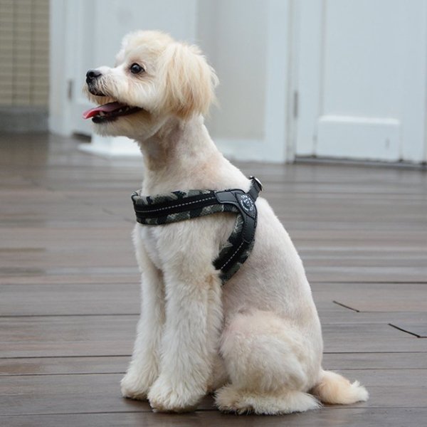 特別価格 犬 ハーネス 小型犬用 トレ ポンティ Fibbia Soft Mesh フィッビア ソフトメッシュ 3サイズ メール便なら送料無料 Www Centrodeladultomayor Com Uy