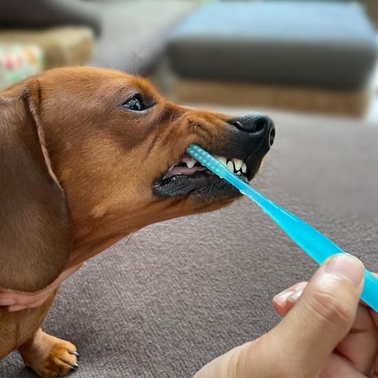 デントレーナー 長いマズルの小型犬用歯ブラシ