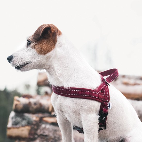 フルッタ ハーネスとリード - 犬用品