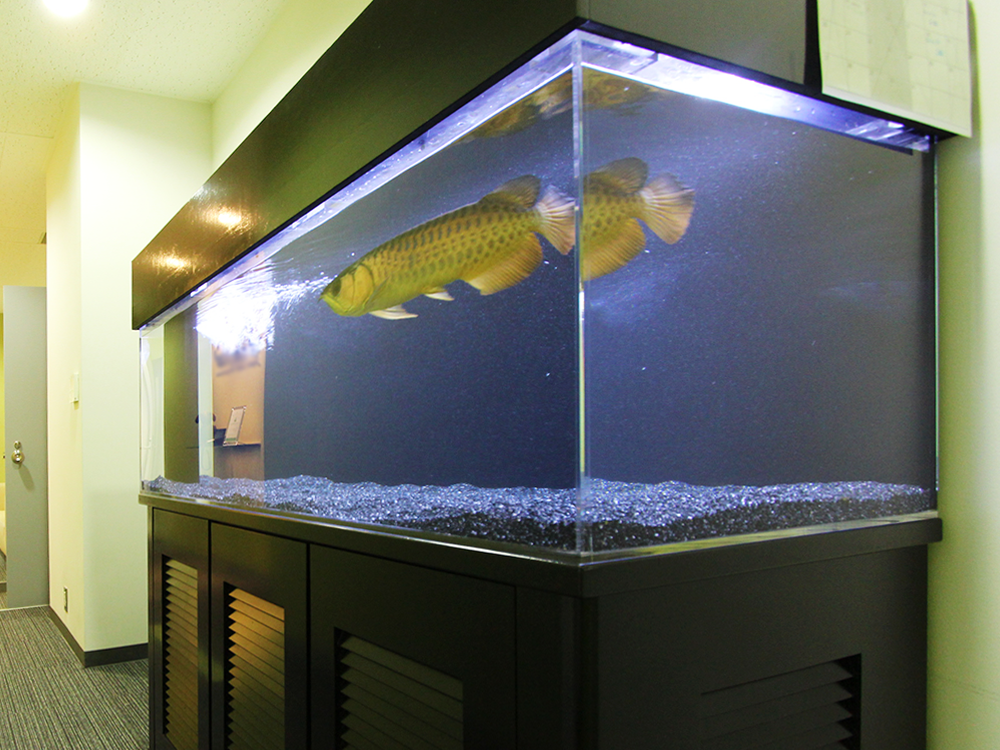 120cm水槽台 熱帯魚 観賞魚 アロワナ ガラス水槽 アクリル水槽 フィルター-