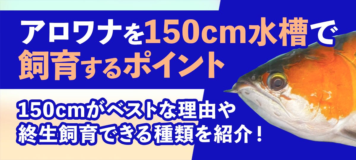 アロワナを150cm水槽で飼育するポイント！大型水槽で最適に飼育しよう