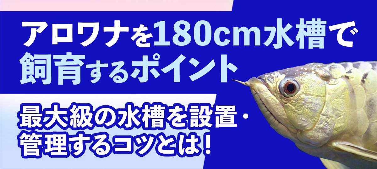 アロワナを180cm水槽で飼育するポイント！最大級の水槽を設置するに