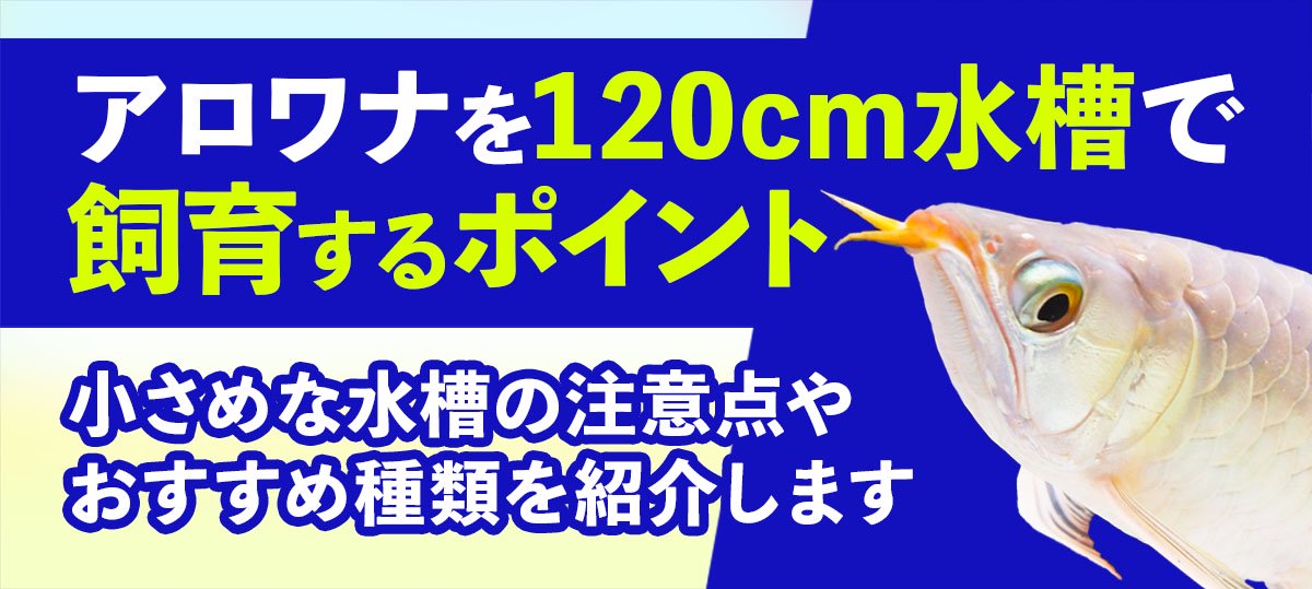 アロワナ飼育を120cm水槽でするポイント｜注意点やおすすめ種類