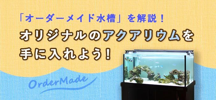 オーダーメイド水槽を解説！オリジナルのアクアリウムを手に入れよう！