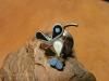 ZUNI/²쥤Humming Bird/ϥߥ󥰥СɡϥɥPINS/ԥ󥺡ͥԥ󡦥ԥХå֥ S 24D25