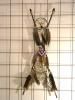 ʥХ²Dream Catcher/ɥ꡼७å㡼&Medicin Wheel/ǥۥ/ʤ4Cross Arrows/H70cm 25MY54