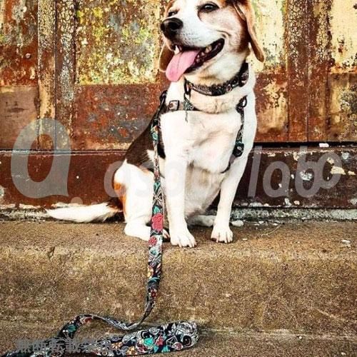 WOLFGANG LosMuertos HARNESS ロスムエルトス ハーネス | DOGG