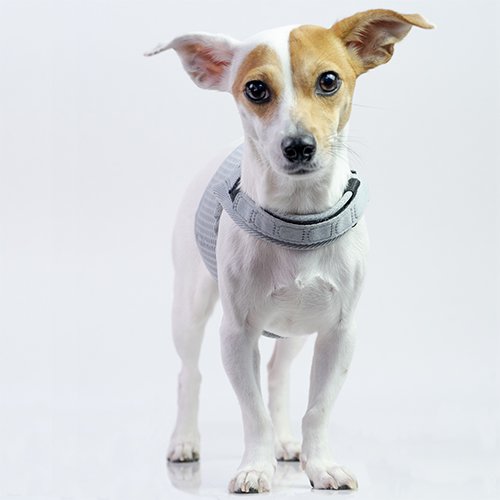 sleepypod】Martingale Dog Harness / スリーピーポッド