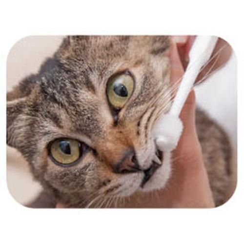 マインドアップ 猫口ケア 歯ブラシ シリンダーヘッド Asobolabo カタログサイト マインドアップ 猫口ケア 歯ブラシ シリンダーヘッド Asobolabo カタログサイト