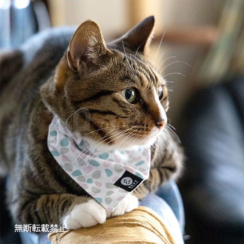TUNAGO】TUNAGO ENVY Cat Collar Set / ツナゴ エンビー キャット 